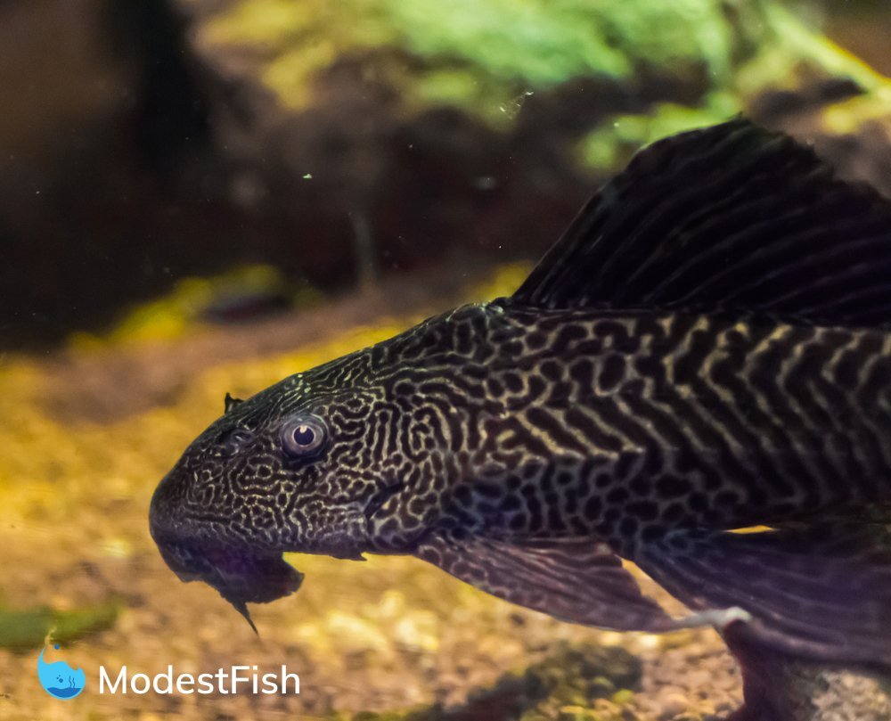 Types Of Plecos: Which One Is Right For Your Tank?