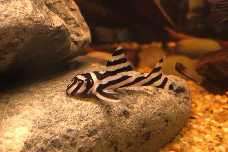 Zebra pleco on rock
