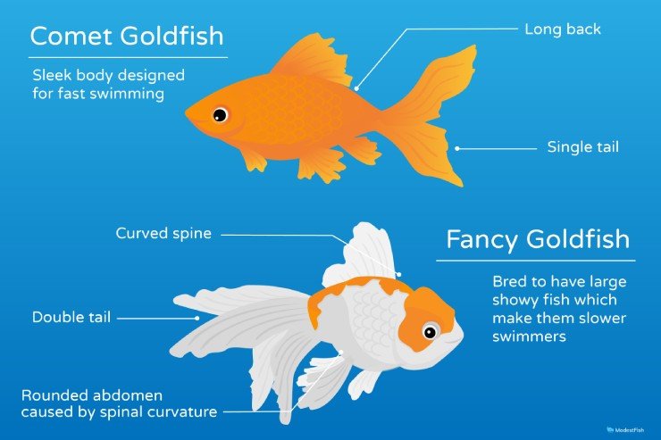 Comet goldfish appearance comparison 