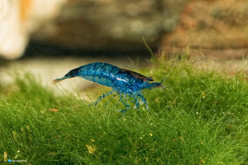 Neocaridina davidi blue velvet shrimp on aquarium grass