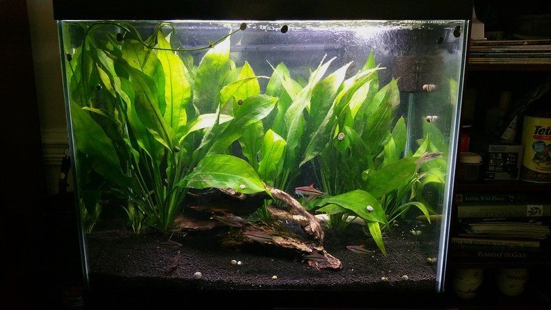 planted aquarium with amazon sword and roseline sharks