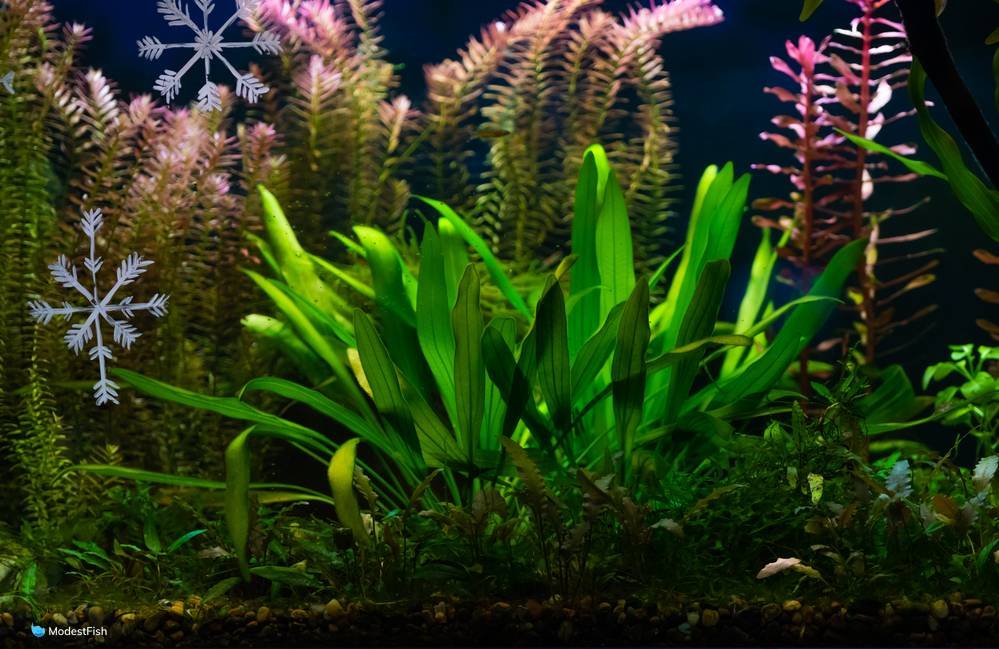amazon sword in freshwater planted aquarium