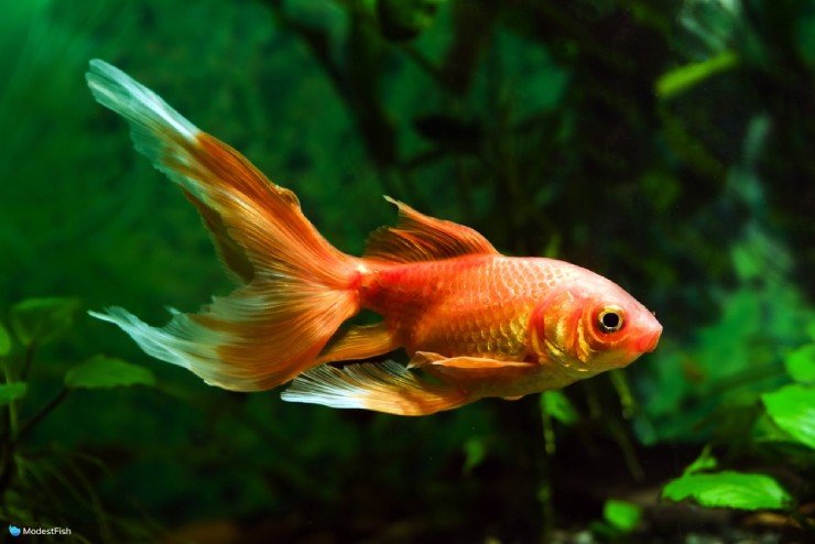 Comet Goldfish: Care Guide & Tank Set Up For Beginners