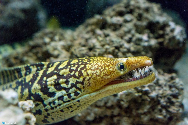Moray eel with mouth open waiting to eat