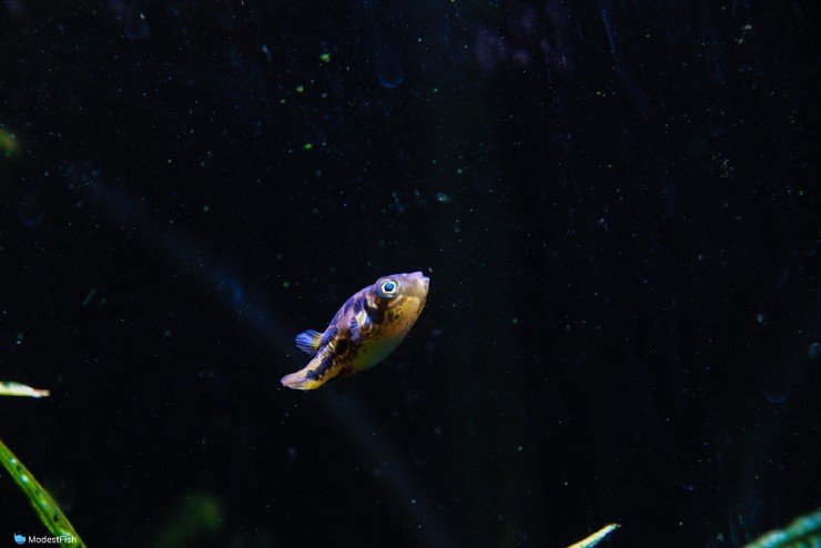 PeaPuffer (Carinotetraodon travancoricus) swimming upwards in planted aquarium
