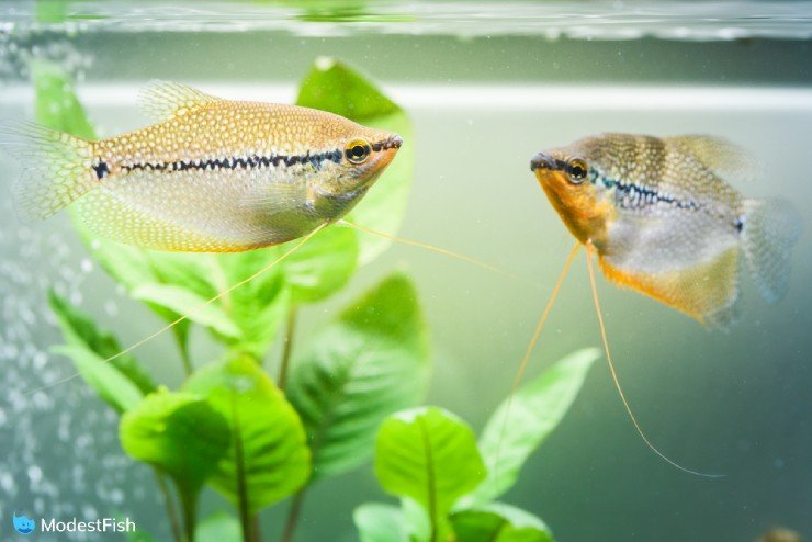 A pair of pearl gourami swimming in fish tank