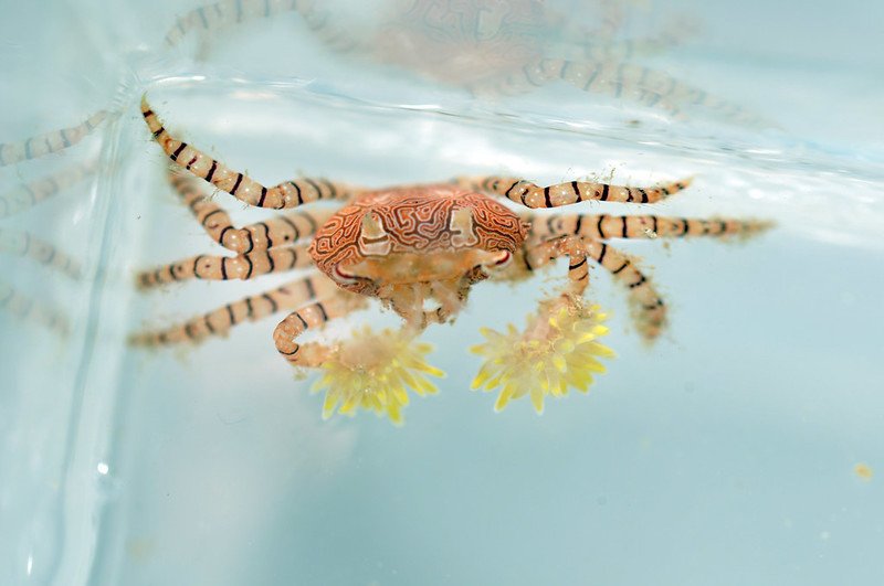 close up of pom pom crab