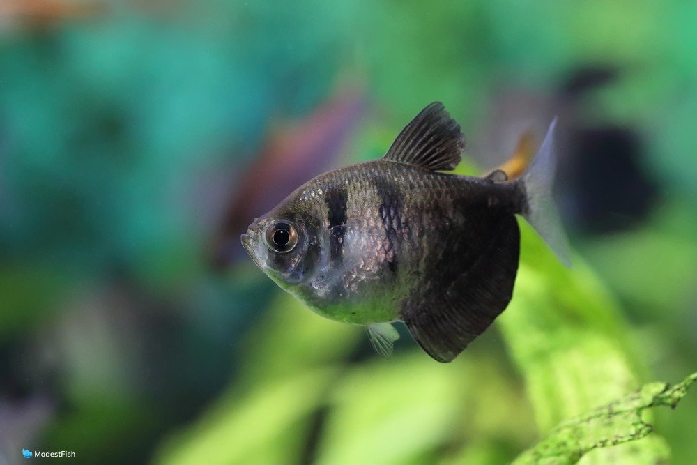 Close up of Black Skirt Tetra (Gymnocorymbus ternetzi) in planted fish tank