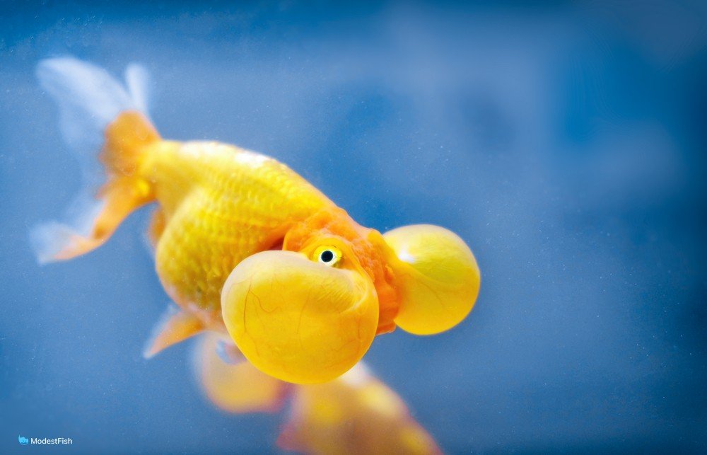 close up of bubble eye goldfish