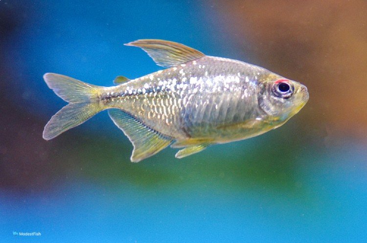 Diamond tetra (M. pittieri) swimming in aquarium