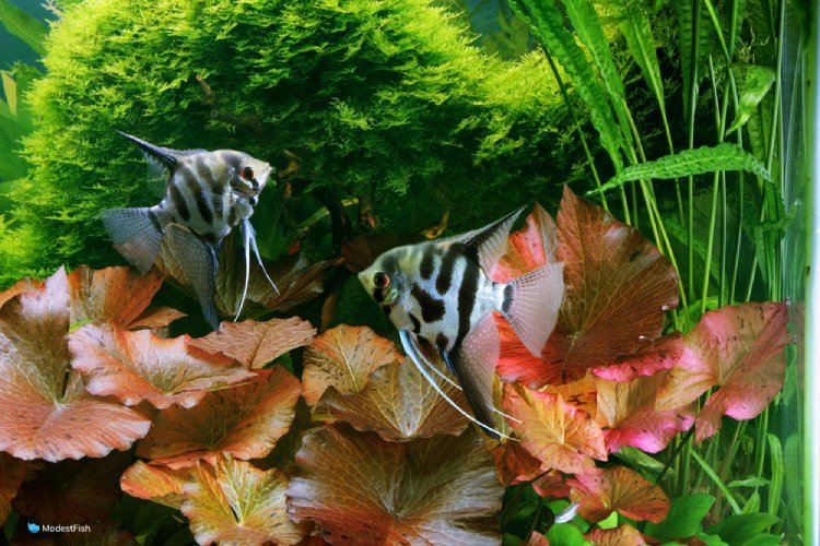 Dwarf aquarium lily in planted angel fish tank