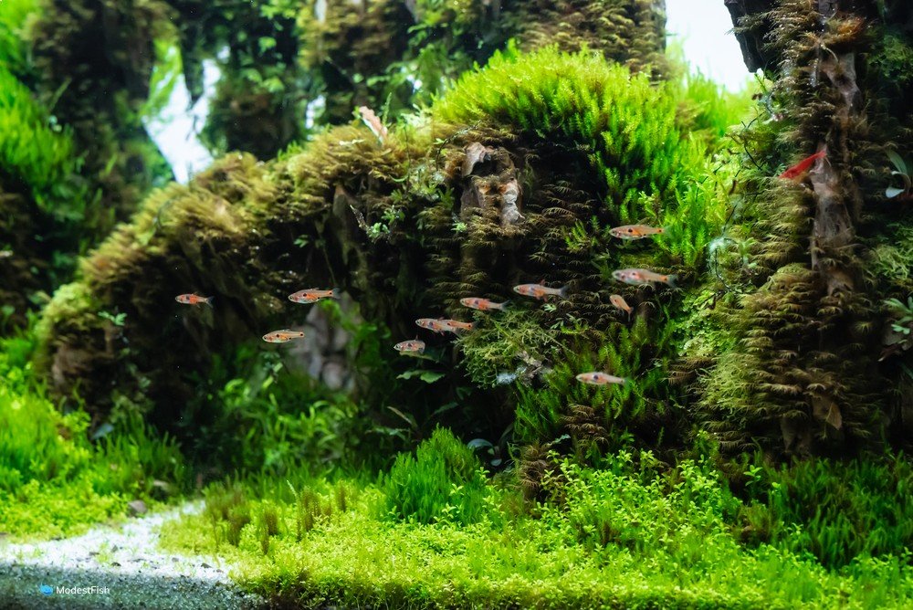 Dwarf baby tears used as carpeting plant in aquascape
