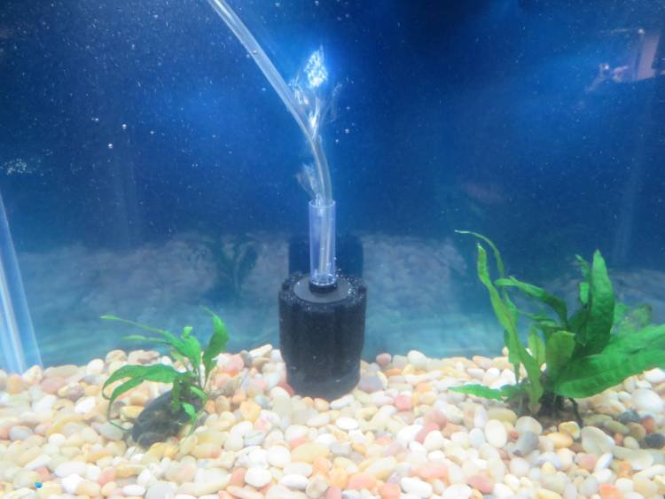 Aquaneat sponge filter set up and placed in aquarium