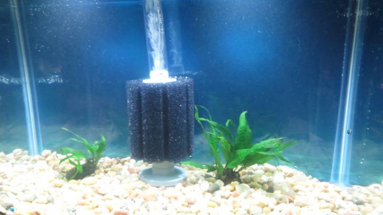 Hydro sponge 3 filter set up in aquarium
