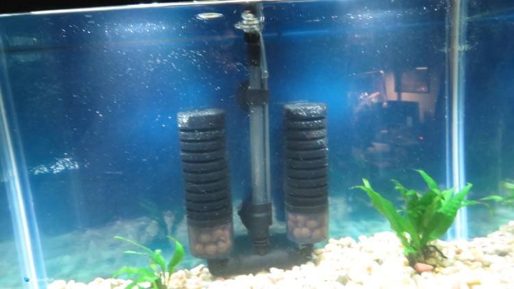 Hygger double sponge filter set up inside aquarium