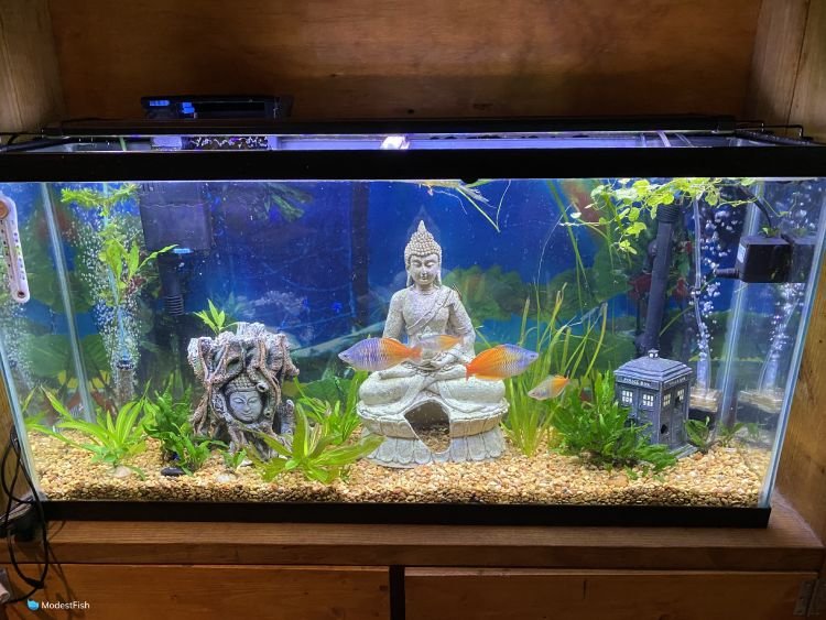 Nicrew Classic LED Plus Planted Light set up on fish tank