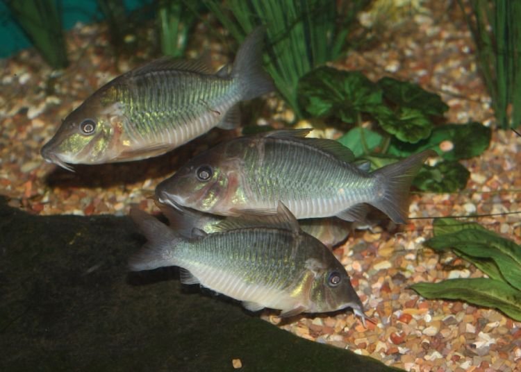 3 Hog-Nosed Brochis in planted fish tank