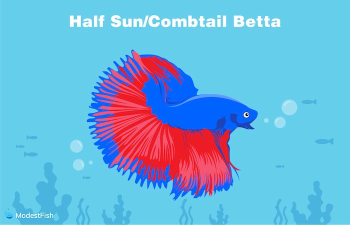 Halfsun/Combtail betta
