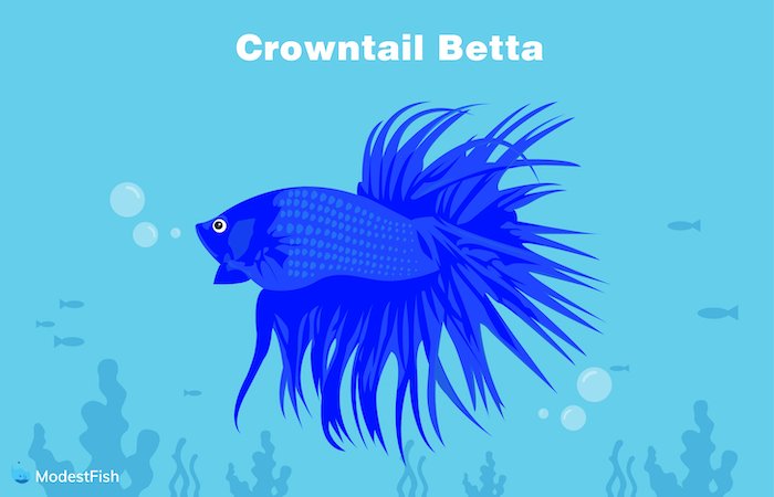 Crowntail Betta