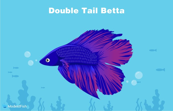 Double tail betta