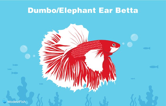 Dumbo betta