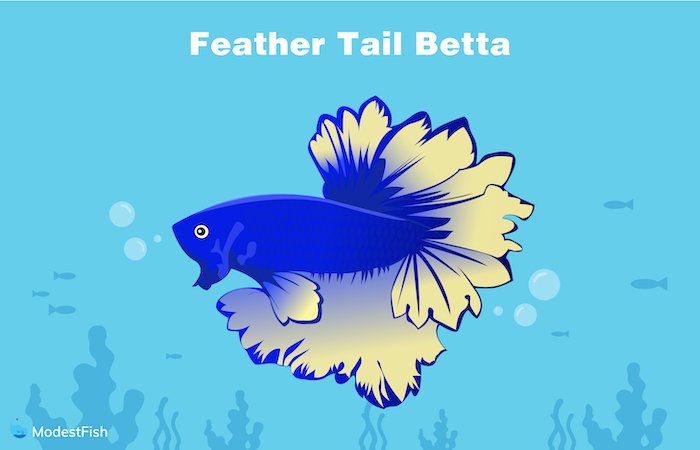 Feather tail betta