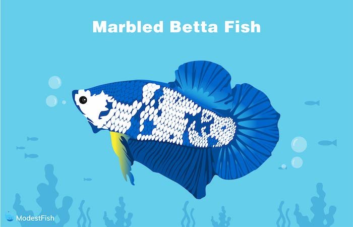 Marbled betta fish