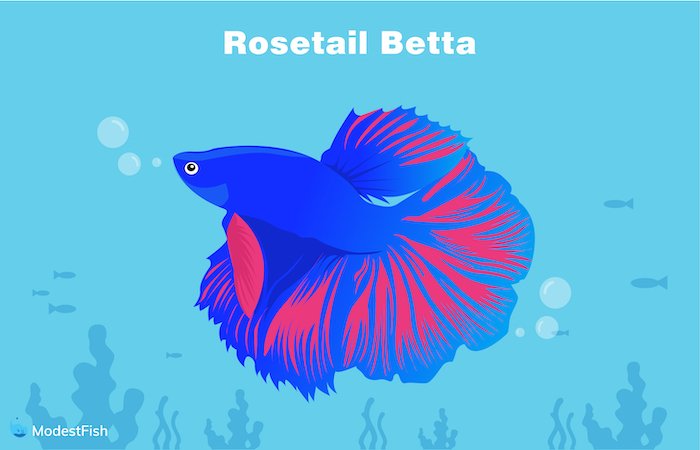 Rosetail betta