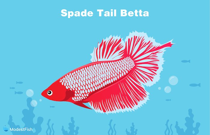 Spade tail betta
