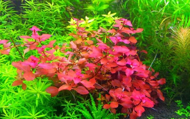Rode Ludwigia aquariumplant