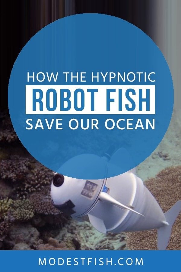 This is in-depth The Hypnotic Robot Fish informational guide from ModestFish that will make it easy for you to understand how this hypnotic robot fish works and what it does and how they save the ocean. #climatechange #modestfish