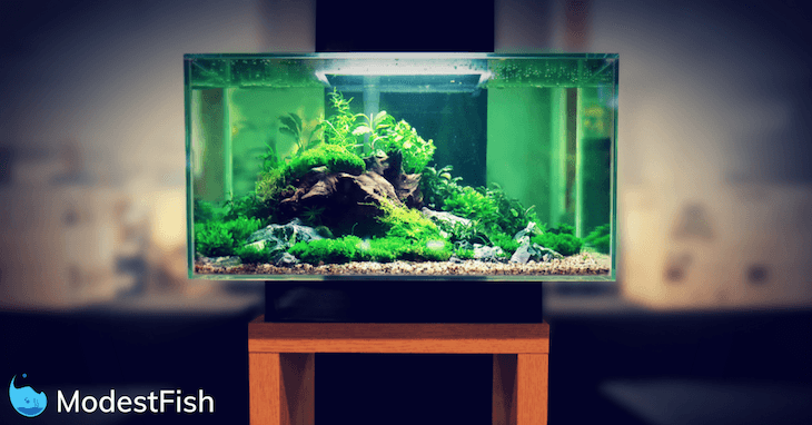 Profile shot planted fish tank