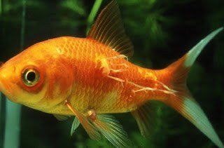 Een oranje vis in aquarium met ankerwormen aan zijn zijkant bevestigd