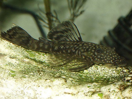 Best freshwater fish for beginners Pleco swimming against the bottom of an aquarium