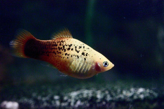 Best freshwater fish for beginners Platy swimming against a glass background and gravel bedding. Soft focus