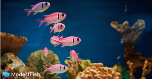 Bright pink fish swimming in reef tank