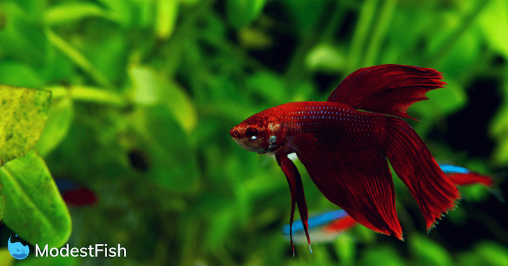 Levendige rode Betta-vis met blauwe hoogtepunten zwemmen