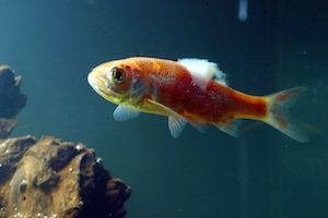 Orange fish with fungus as a result of Cotton Wool Disease