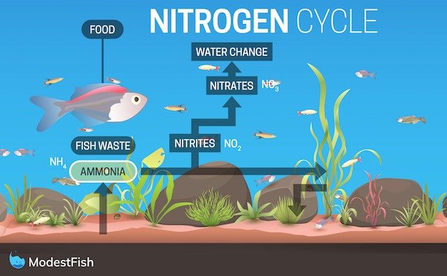 Graphic of a fish in a fish tank showing the 3 stages of the nitrogen cycle