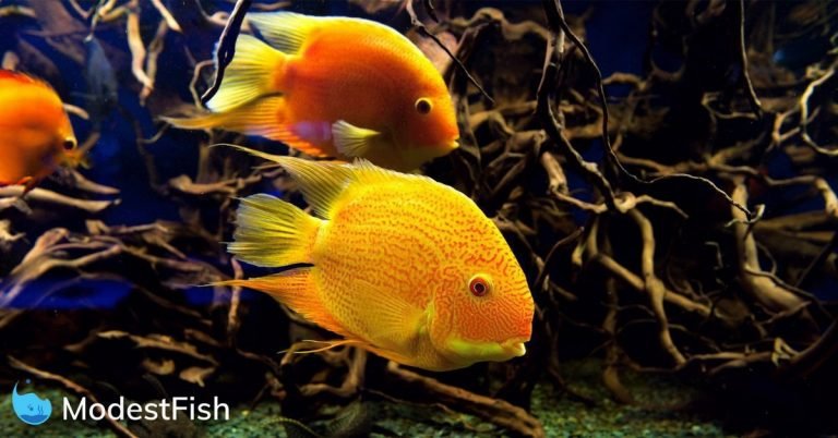 Two Gold Parrot Fish swimming in a cycled aquarium with driftwood in the background