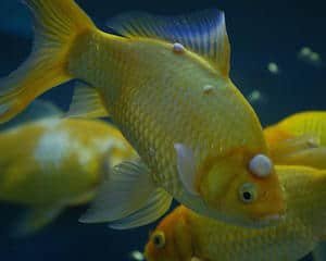Gele vis met gezwellen op zijn kop die lijden aan Lymphocystis