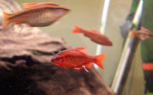 Oranje vissen in aquarium die lijden aan nematoden