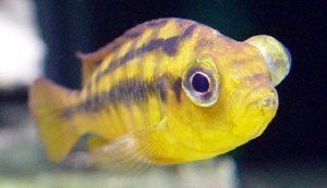 Gele vis met één uitpuilend oog als gevolg van de ziekte Pop Eye