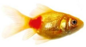 Gold fish suffering from the disease red pest