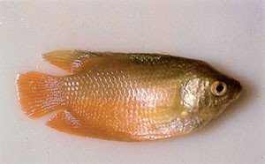 Fish suffering from Skin Flukes