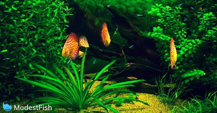 Four orange and red discus fish swimming in a planted aquarium with gravel substrate