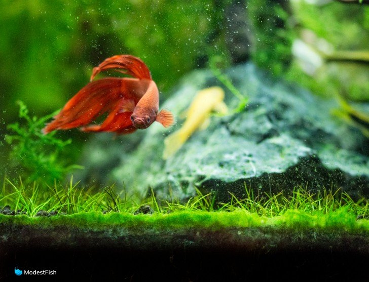 Red betta fish swiming in planted fish tank