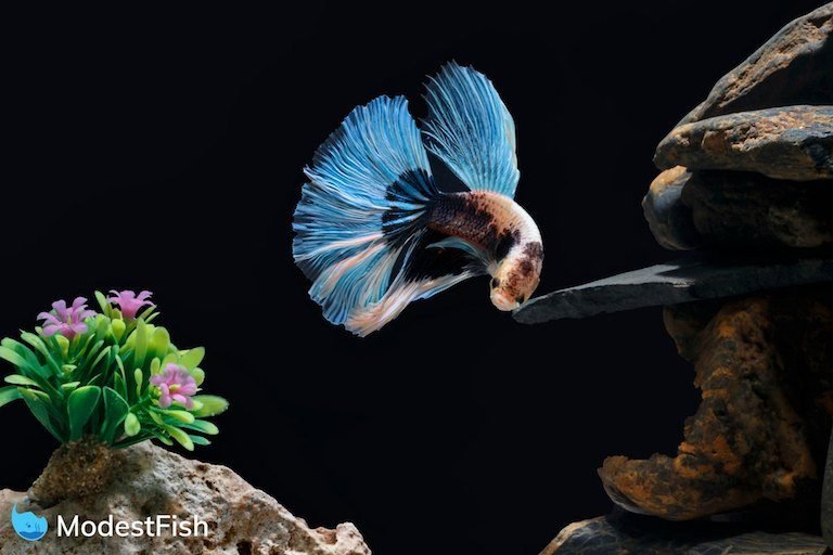 How To Set Up a Betta Fish Tank: Step by Step Guide