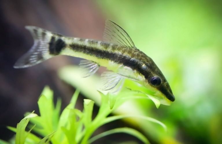 Otocinclus catfish in planted fish tank
