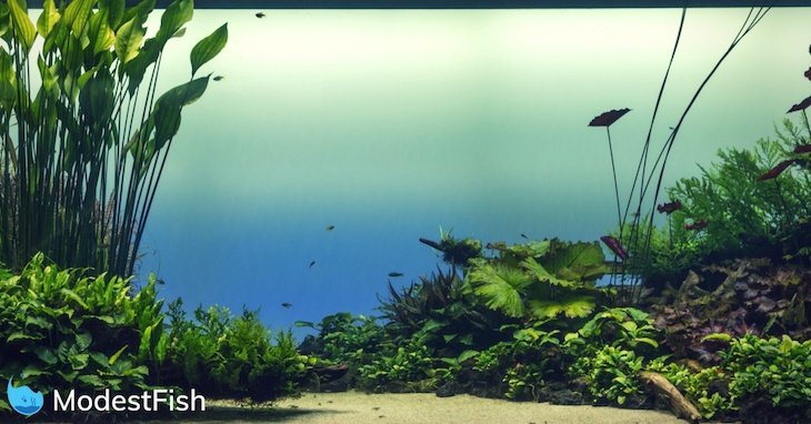 Beautiful tropical planted aquarium with fish swimming